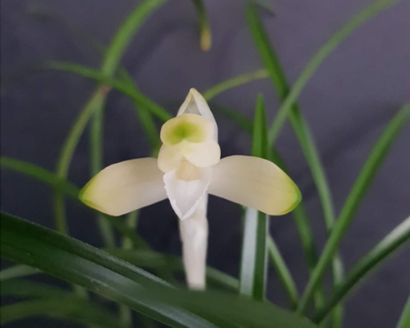 무명,,백화,,소심