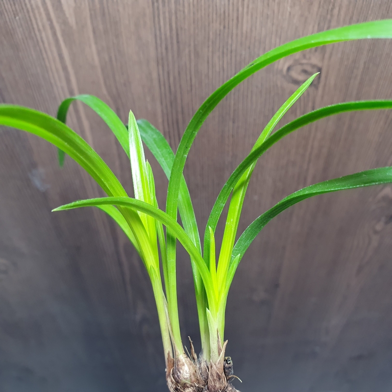 화근없는,,맑은,,황서?