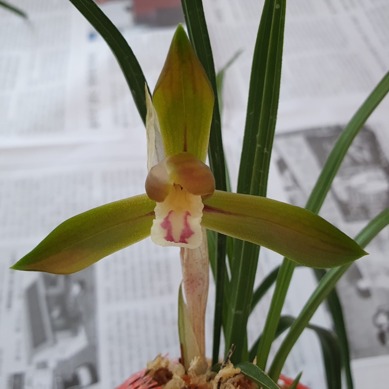 무명,,산반,,홍,,복색화?