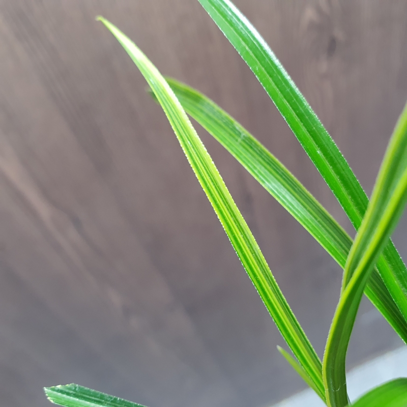 금계,,극황,,산반호