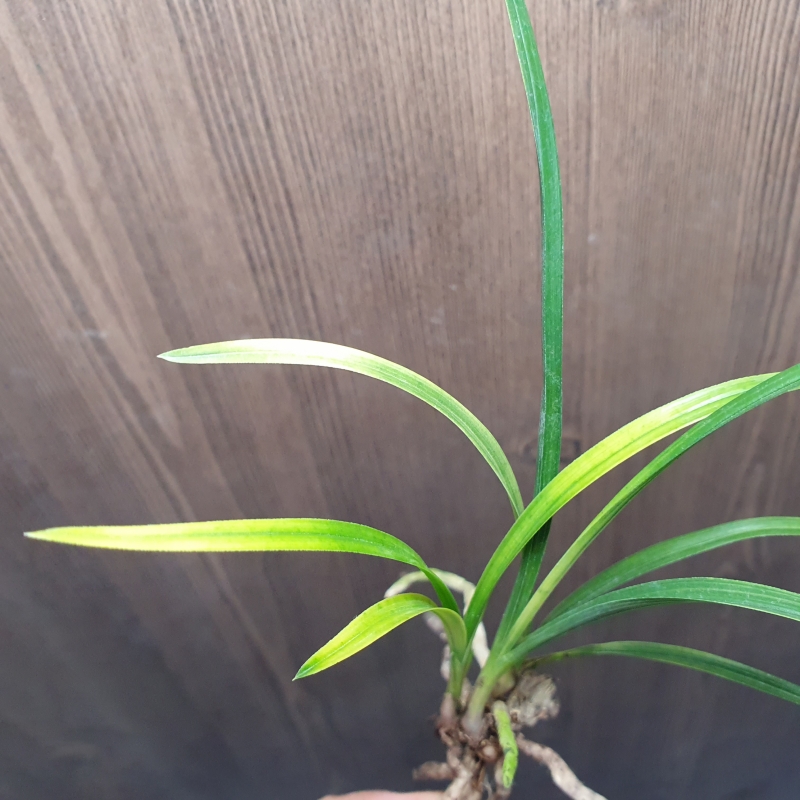 산채출,,엽성,,극황서?