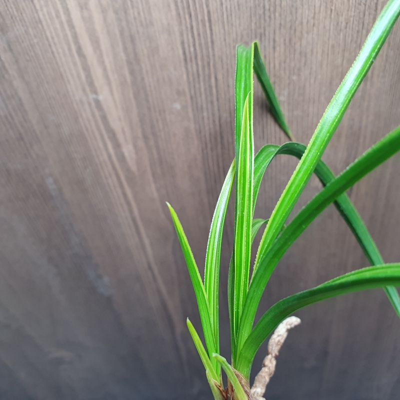 까닥지,,금계,,극황,,산?