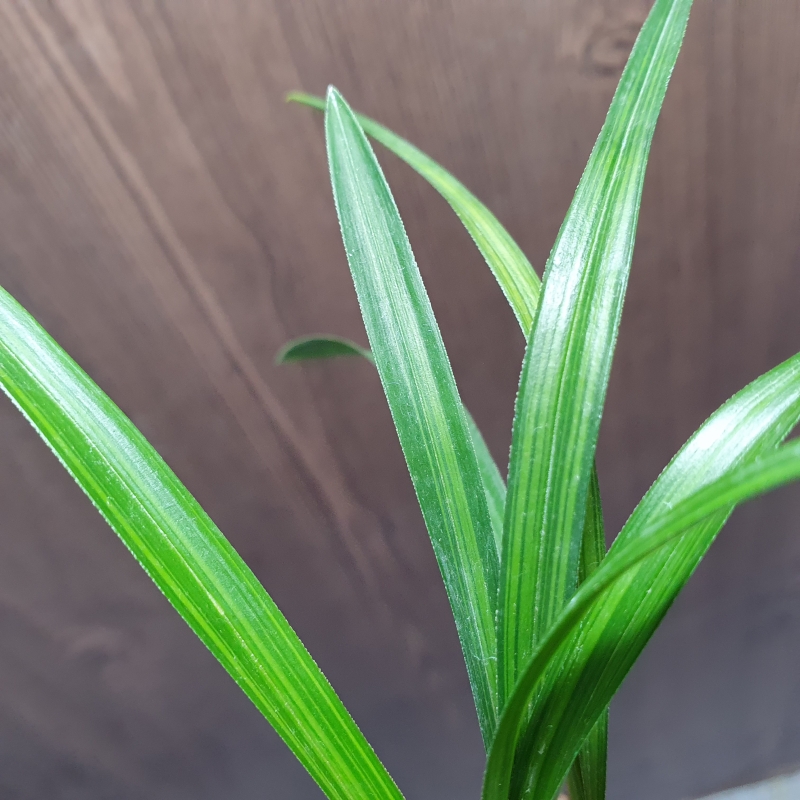 환엽,,산반,,호중투