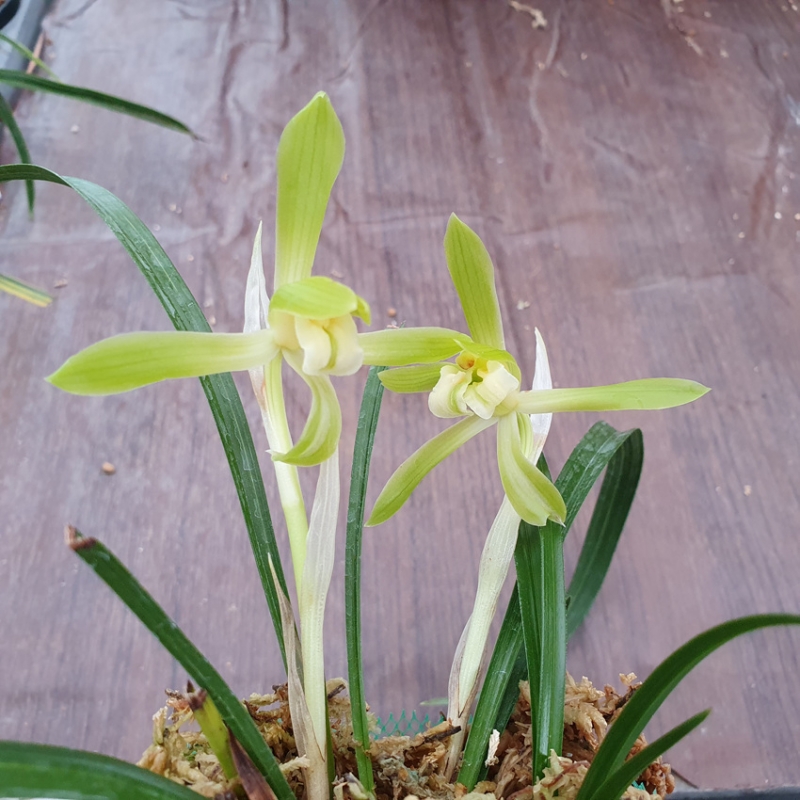 고정,,기화,,녹태소심