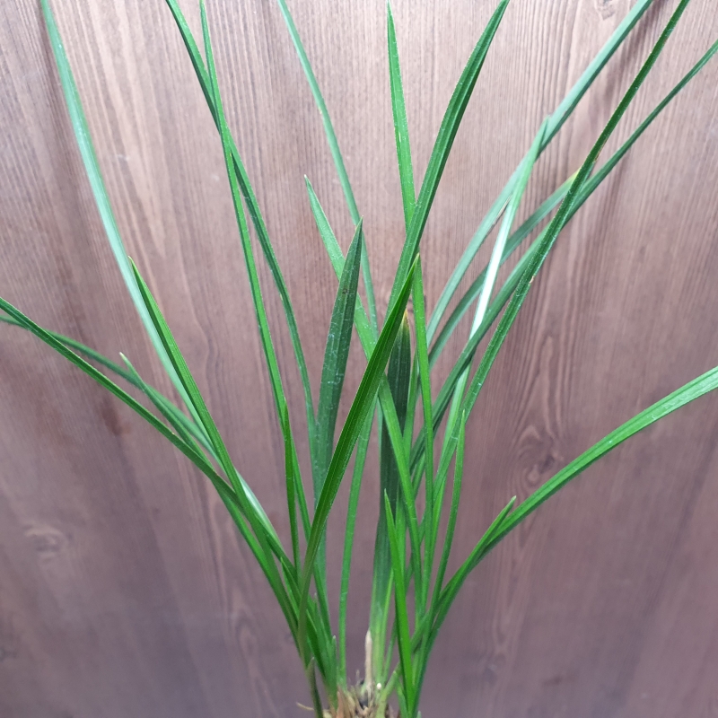 고추선,,두화입변,,산?