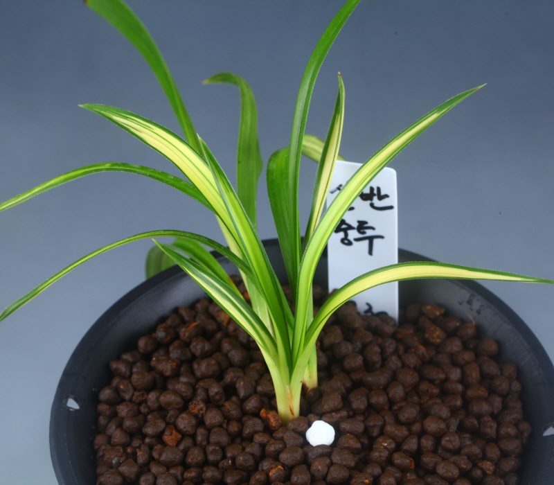 산반중투