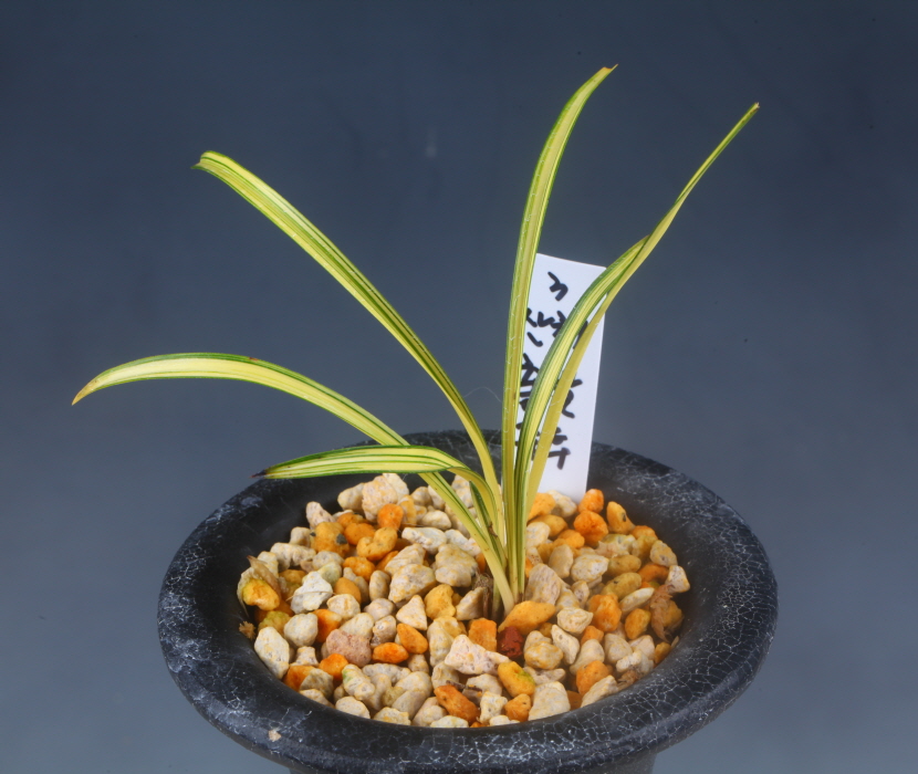 산채출발 아가씨닮은  ?