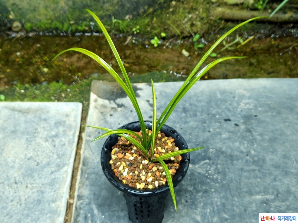 엽성 산반호중투