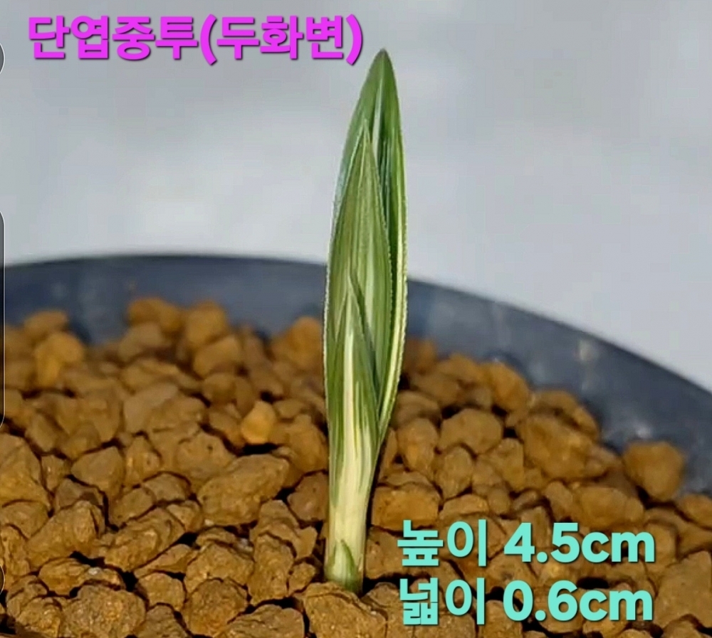 특급/특가품종☆☆☆?