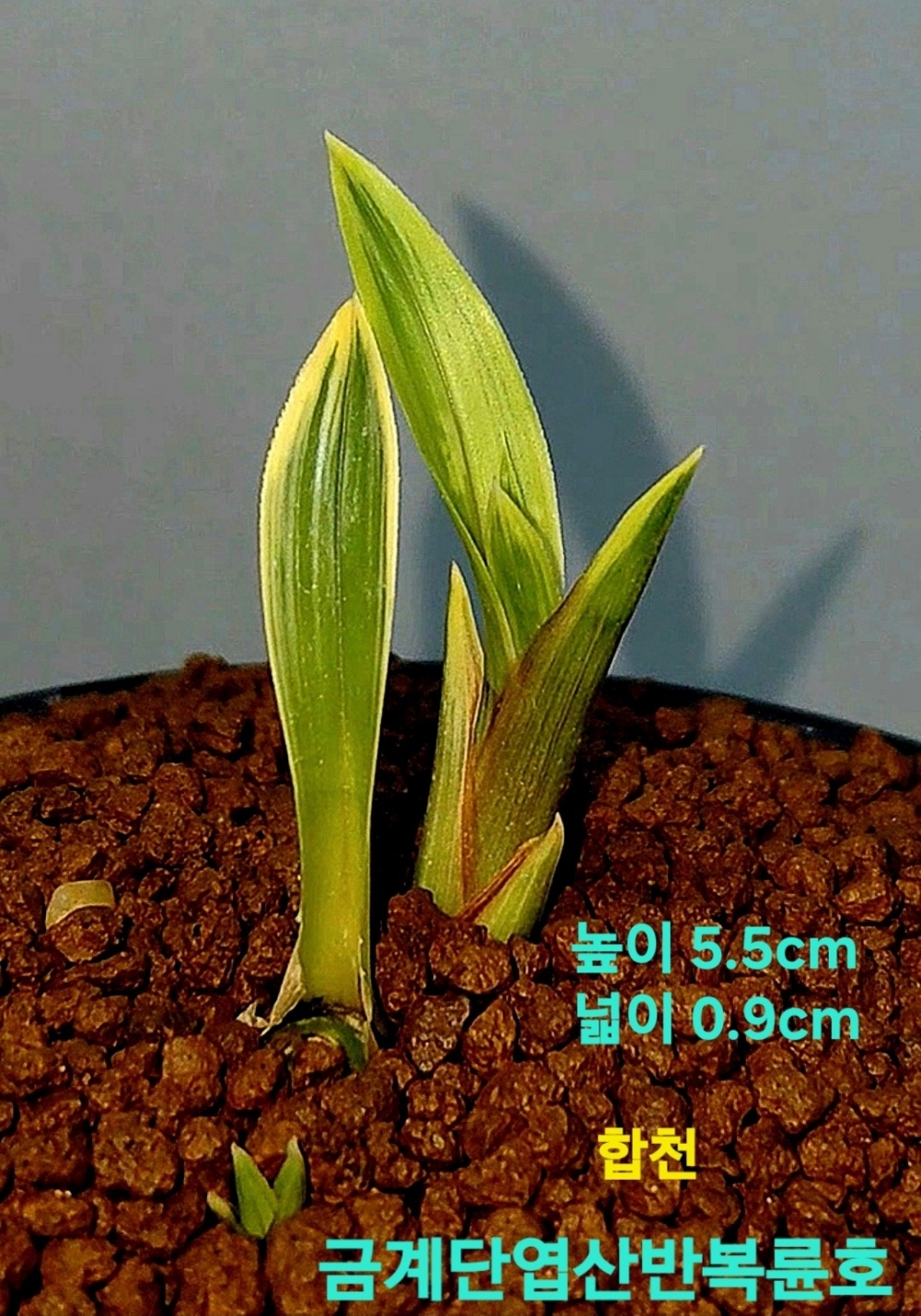 고가거래울트라급품종?
