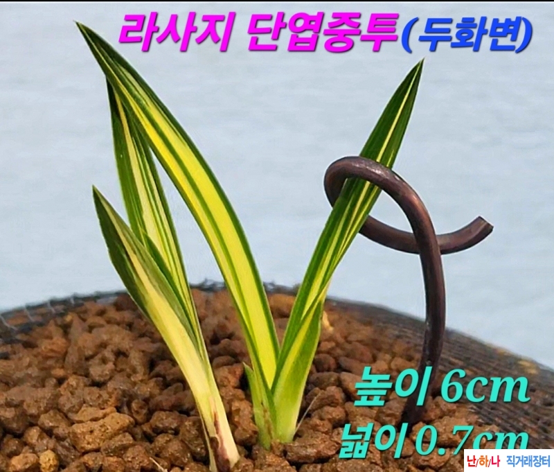 일생일란종자목☆☆☆?