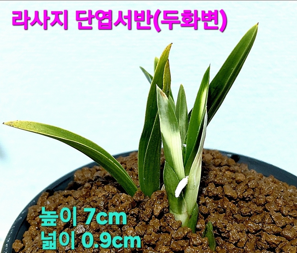 초대울급품종☆☆☆☆?