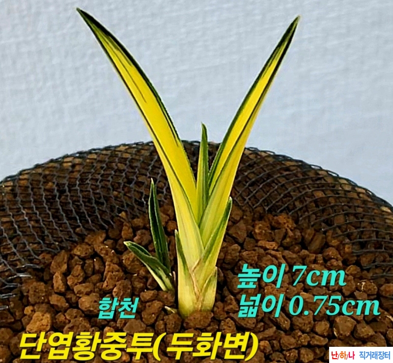 대박품종☆☆☆☆☆☆
