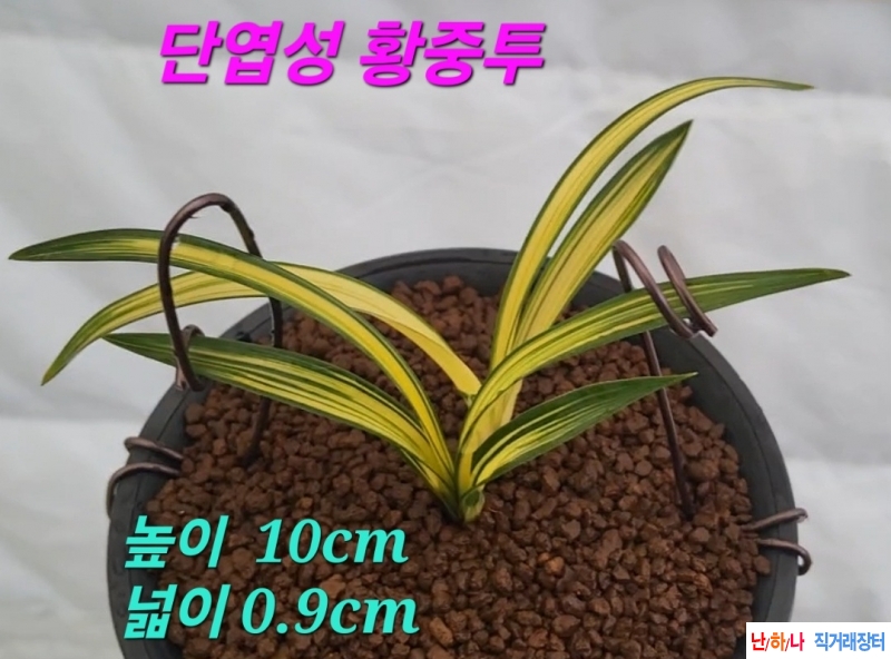 신품종☆☆☆☆☆