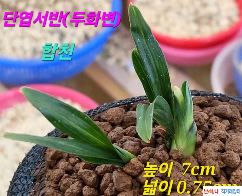 홍두화가그려지네요~?