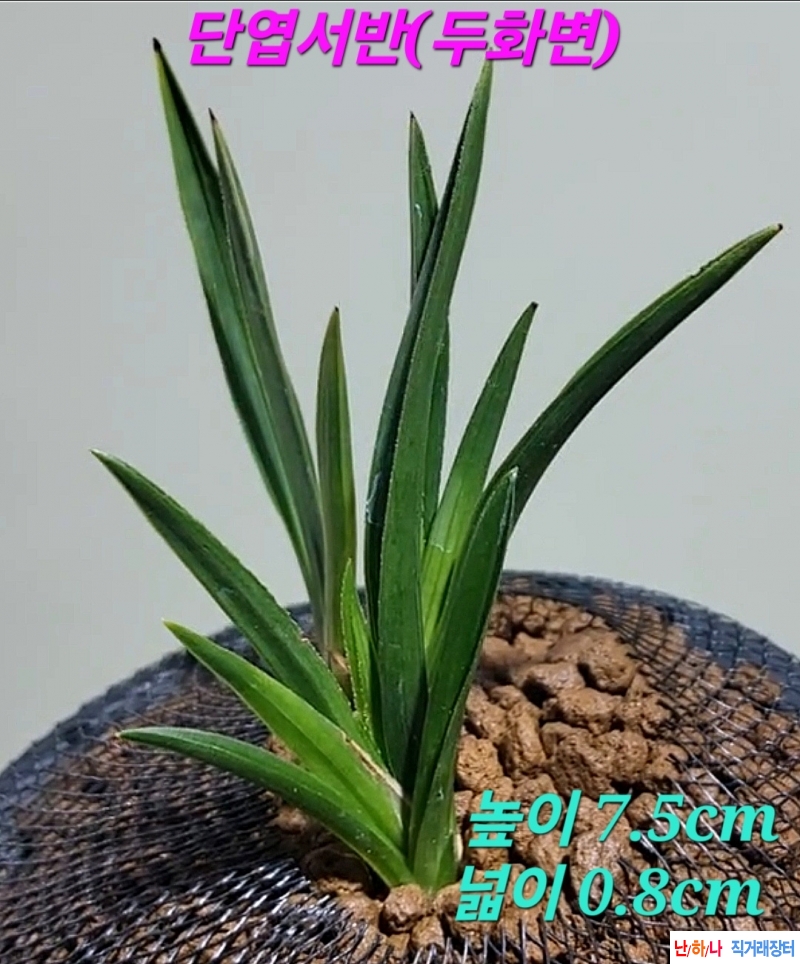 로또품종☆☆☆☆☆