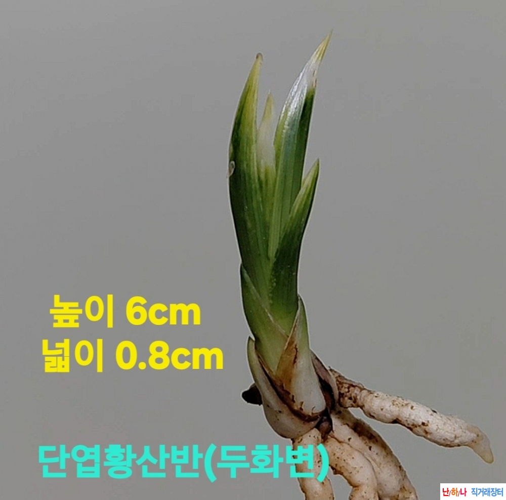 초에이스품종☆☆☆☆?