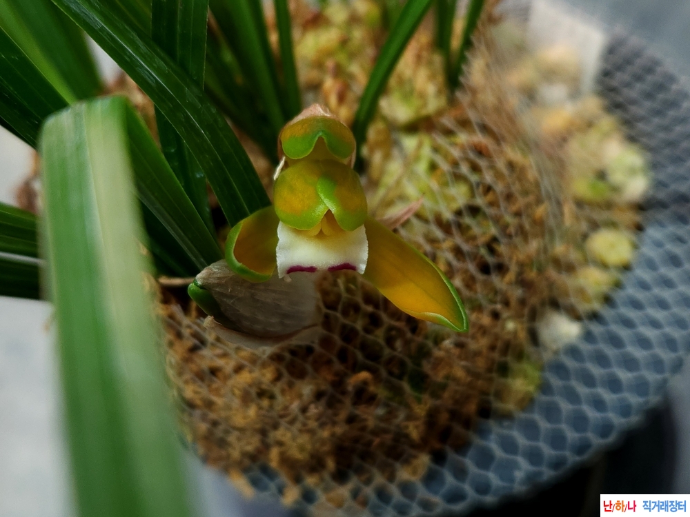 무명 중투홍복색(꽃3대?