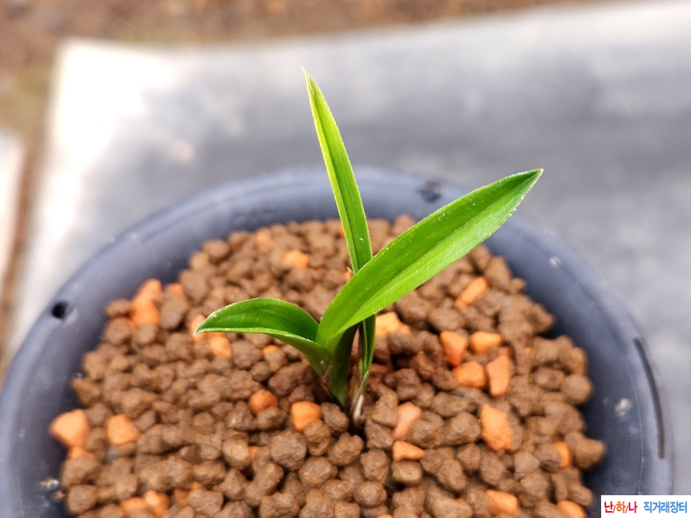 종자목 단엽서반