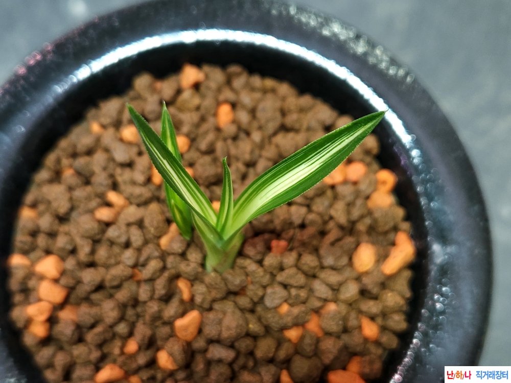 무명단엽성중투