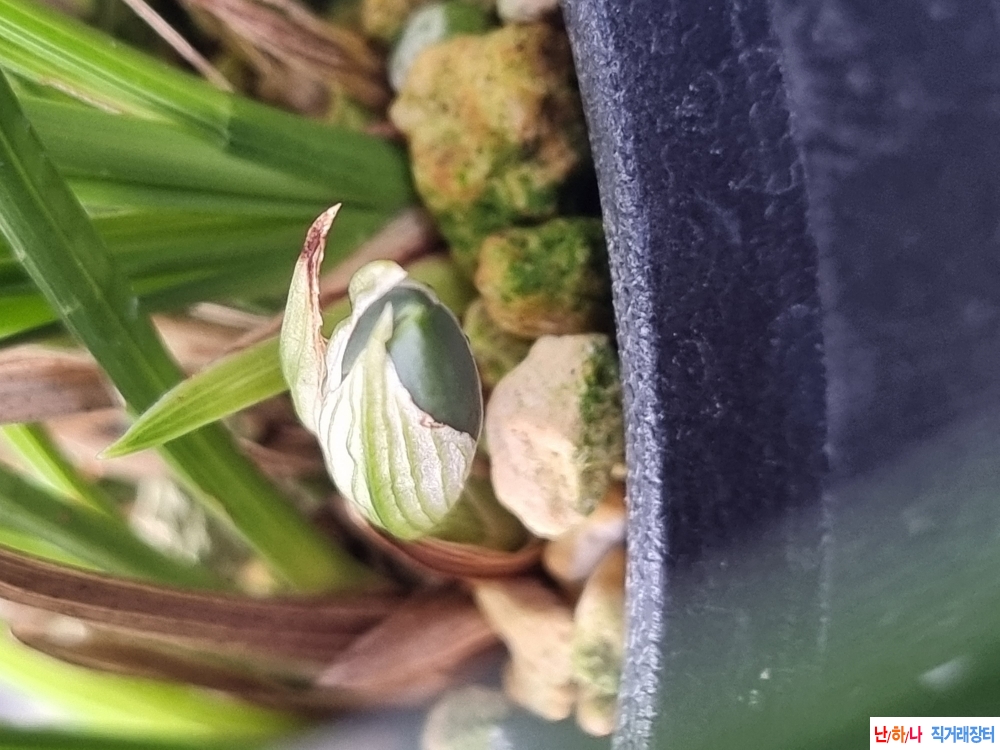 완전까닥지첫소심