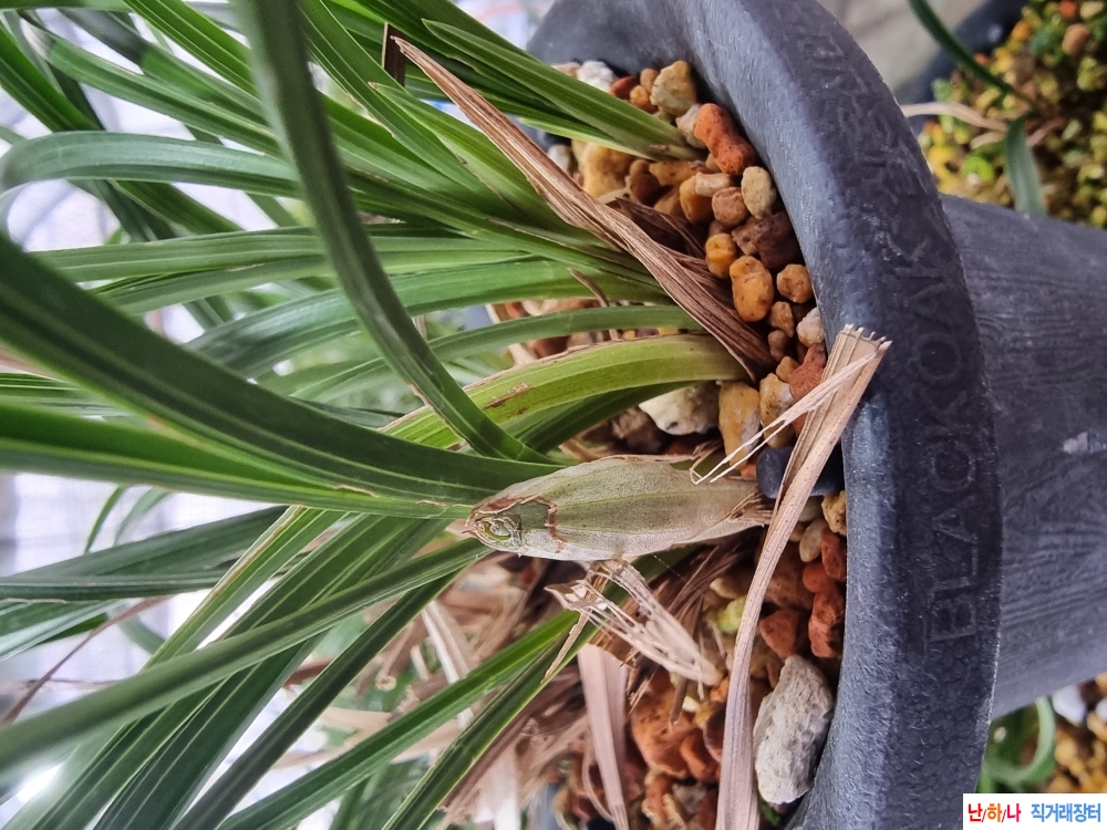 산채무관심소심