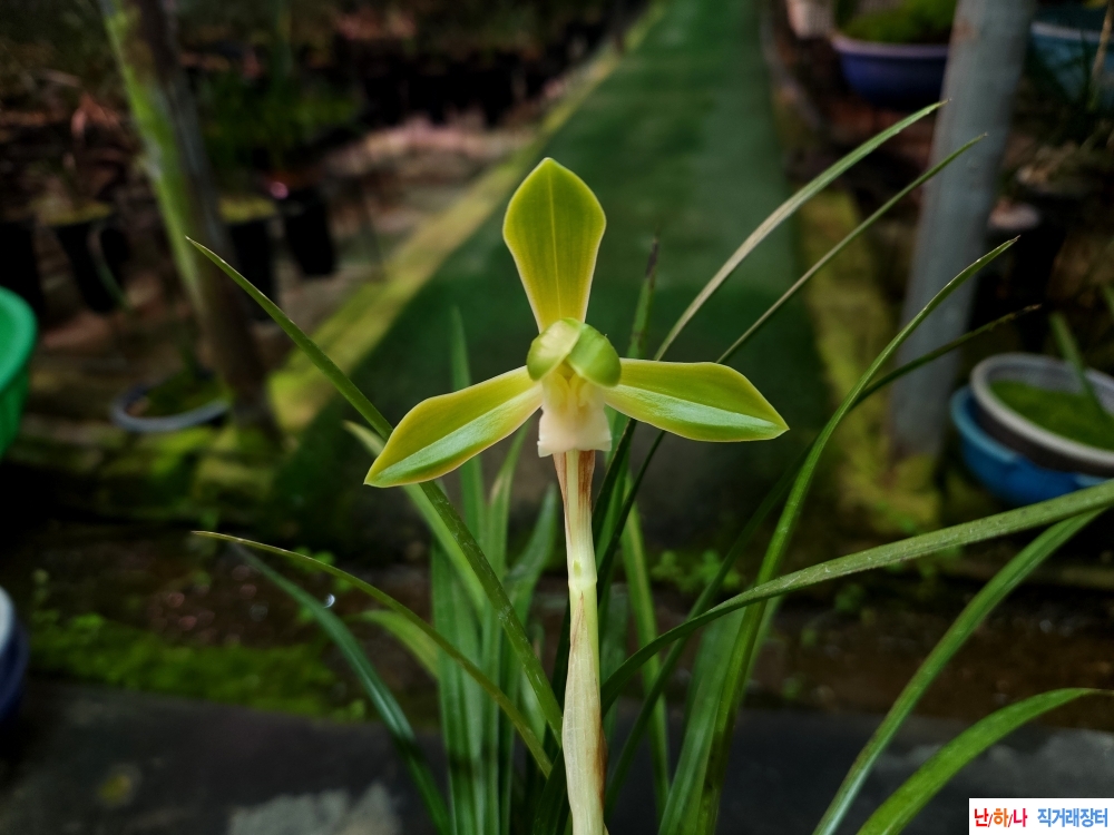 무명 대륜색소심(꽃1대?