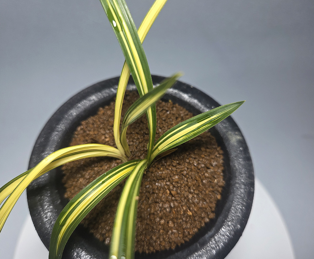 발전중인 환엽 중투