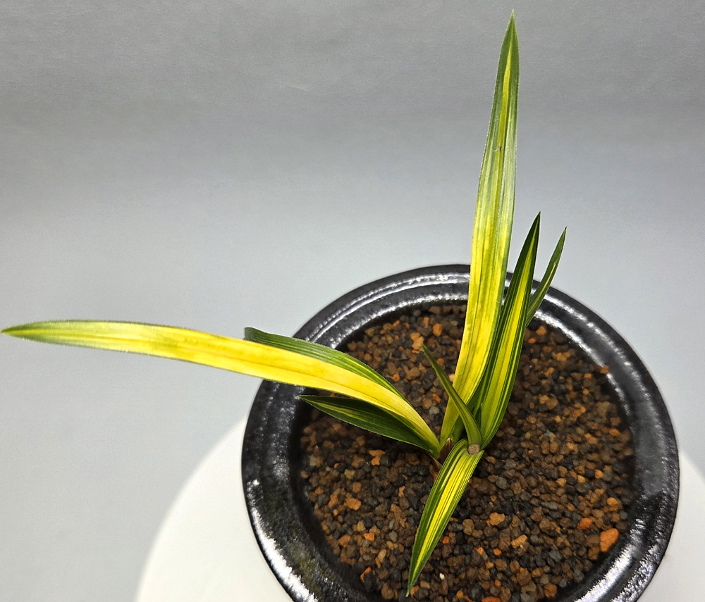 극황색감 서반중투