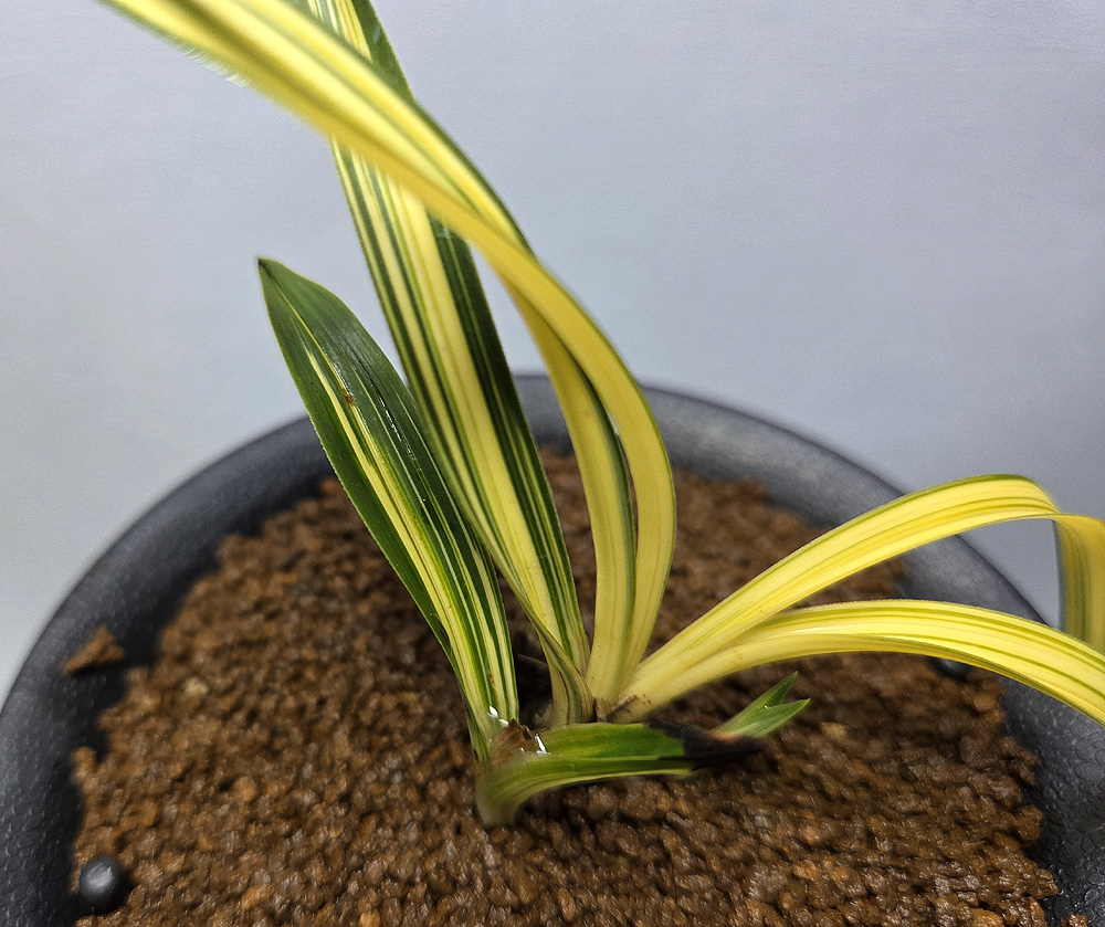 특 단엽성 극황 산반중?