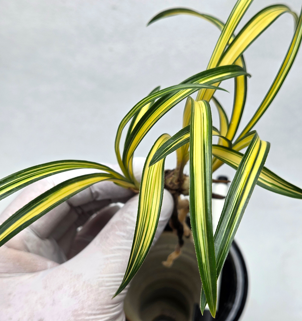 명품자질 진청 극황 환?