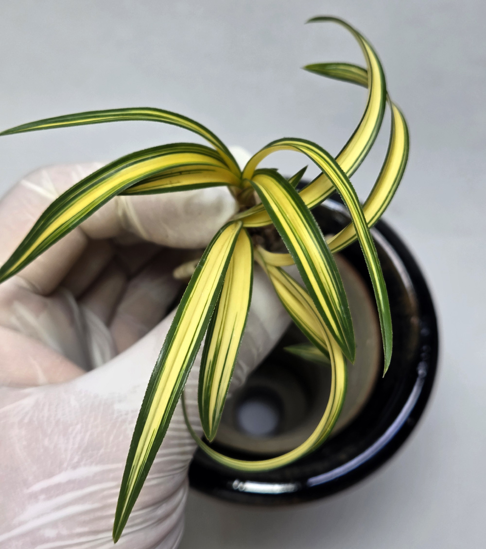 명품 자질 갖춘 환엽 ?