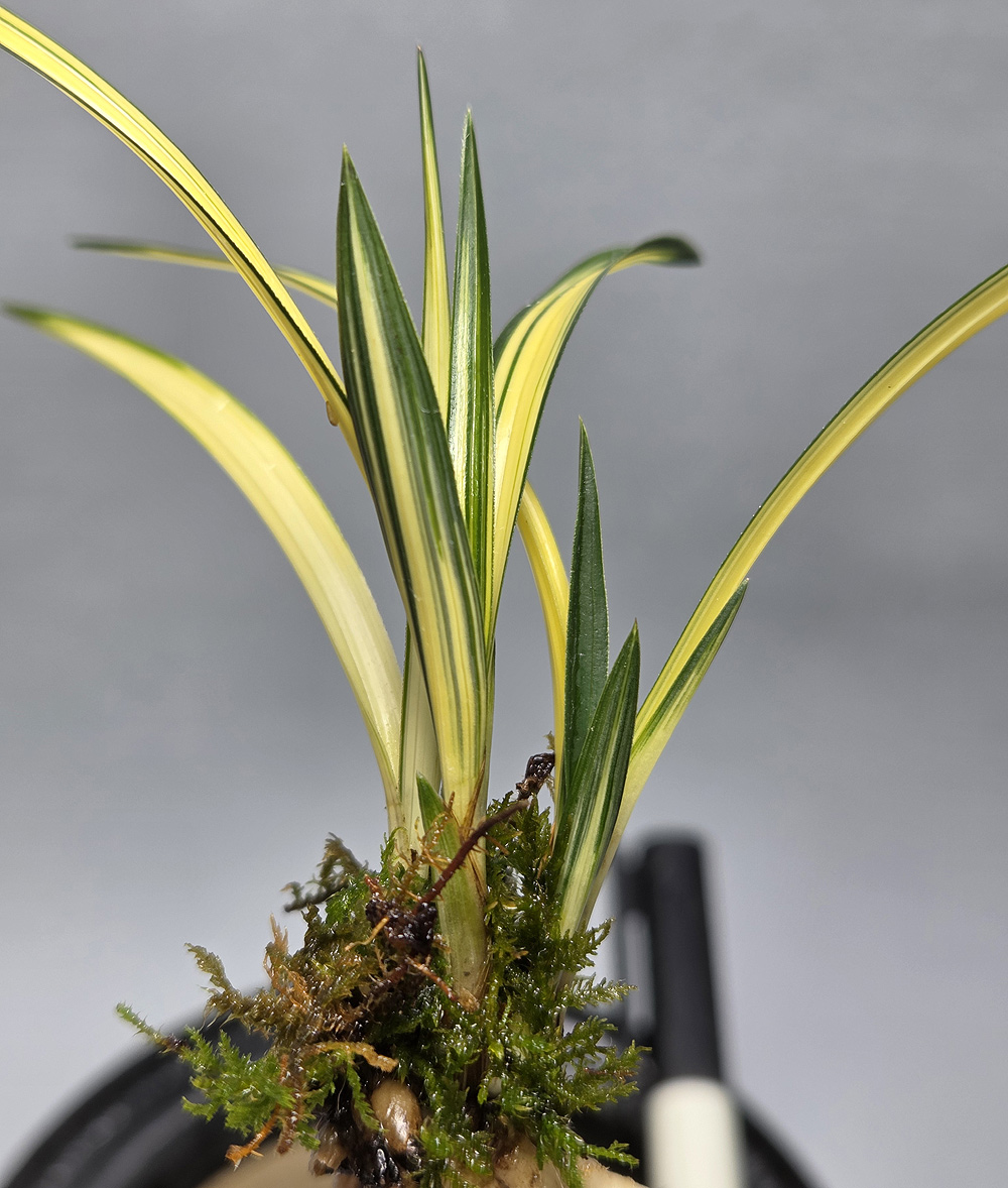 입변중투 종자목