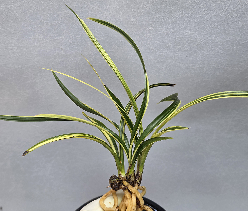 까닥지성 입변 금계산?