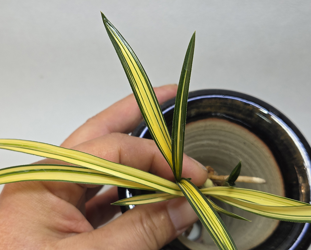 단엽성 입변 중투