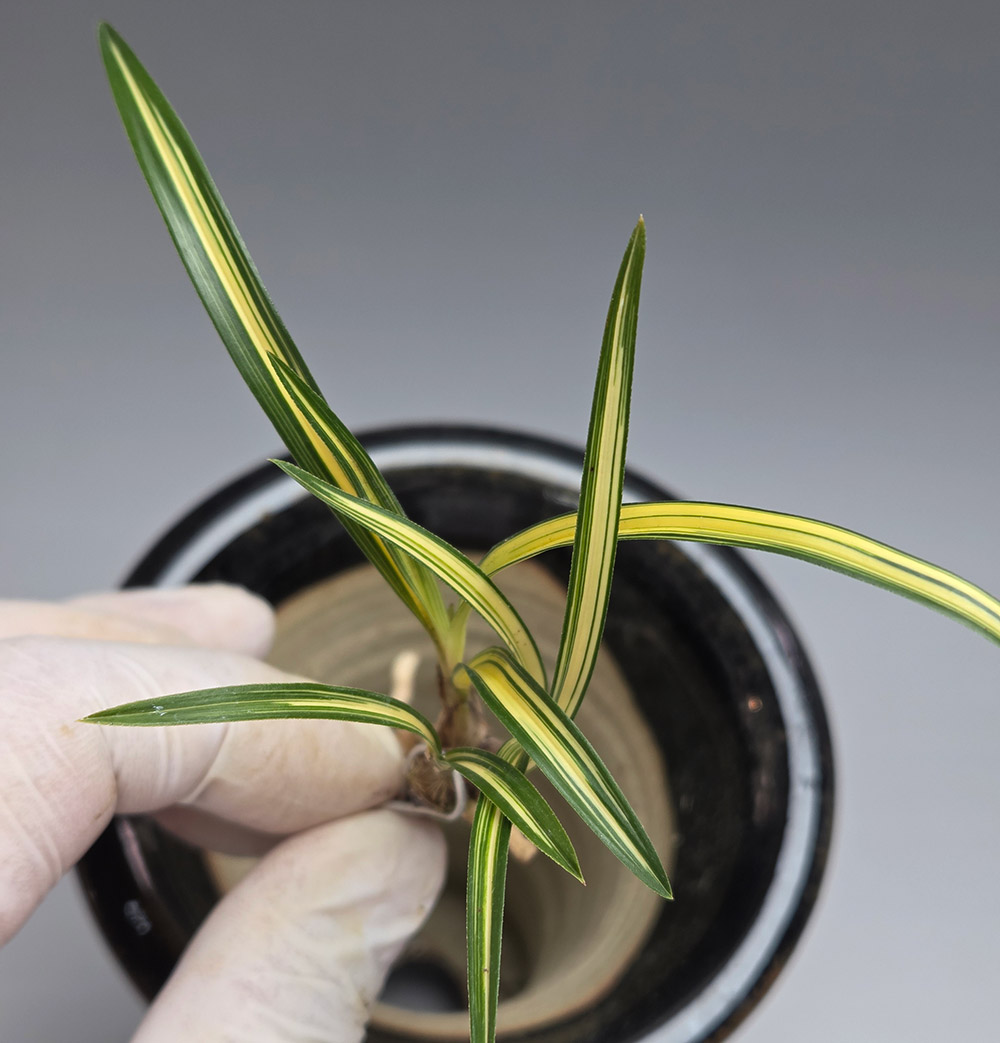 작지만 야무진 입변중?