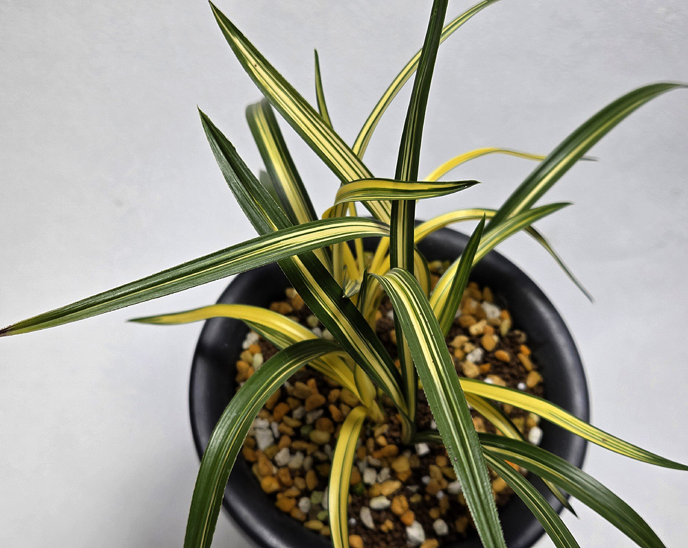 전시준비작 무명 극황 ?