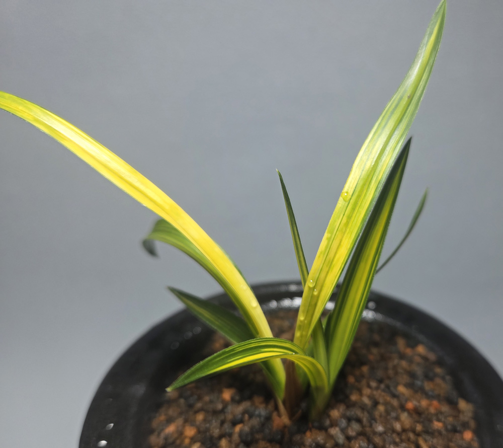 색감 이쁜 극황 서반중?