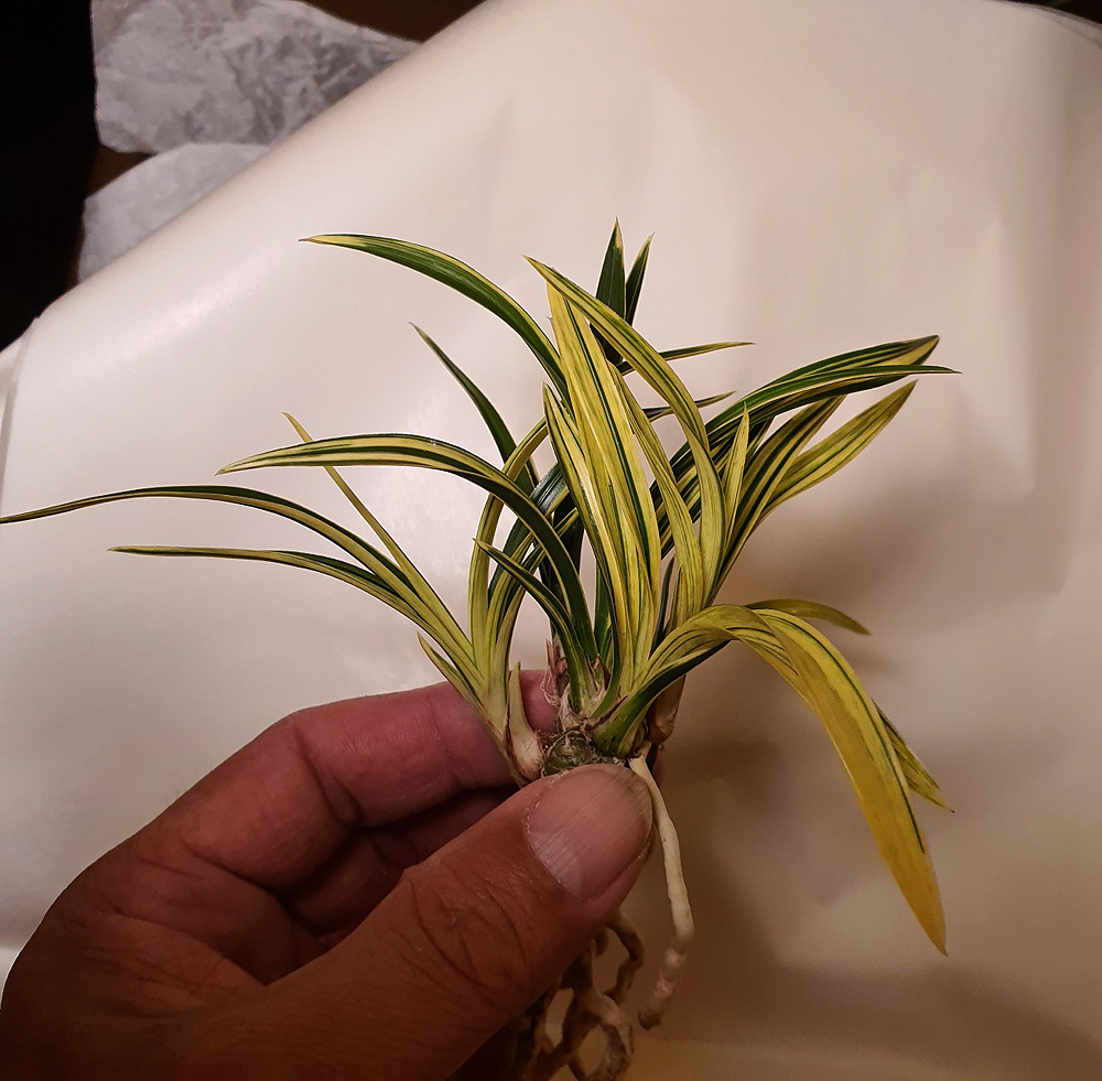 금계산반중투 종자목