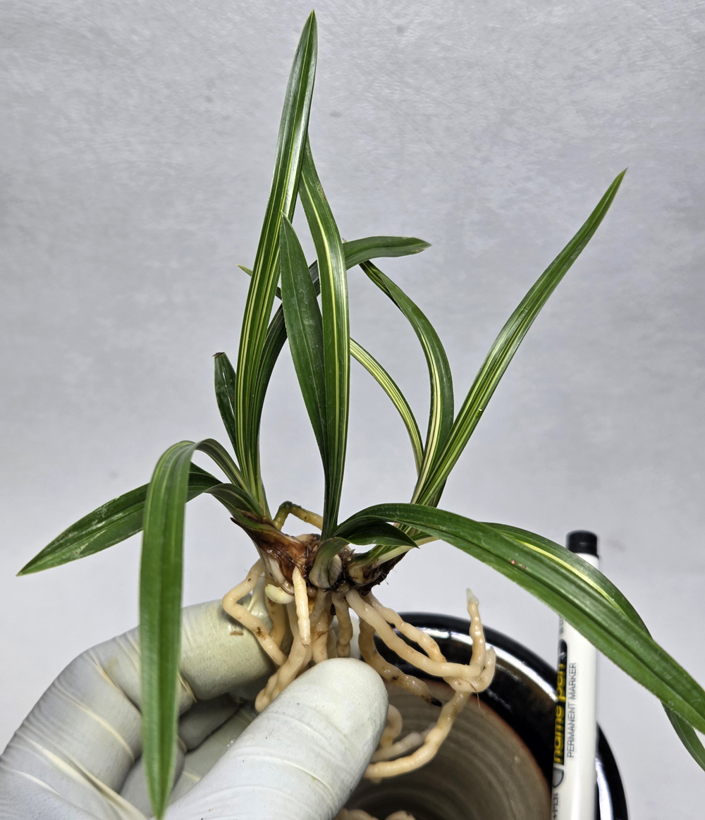 단단한엽성 입변호