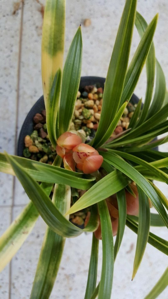 서반에 원판성 홍화