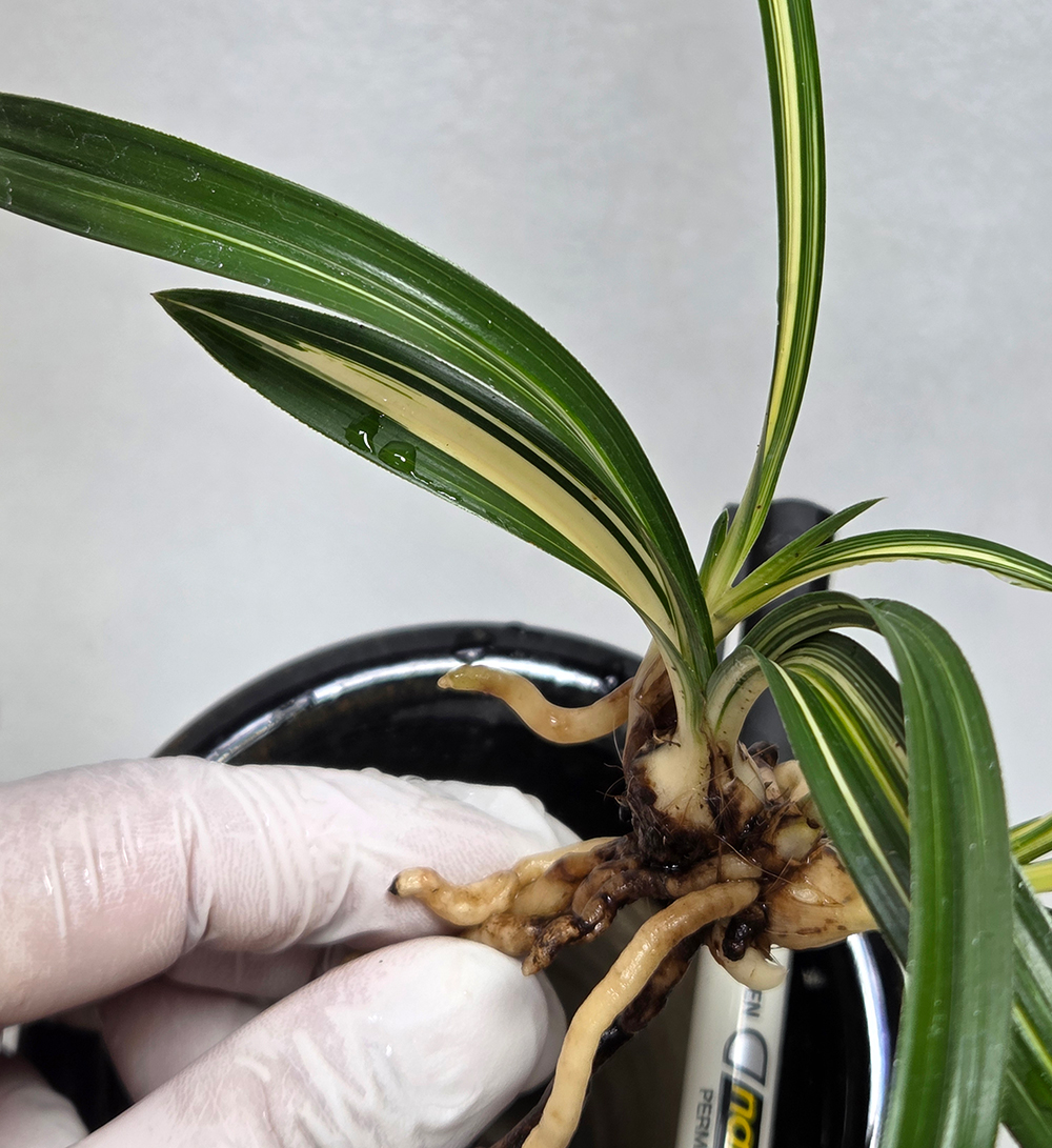 환엽 진청극황 중투