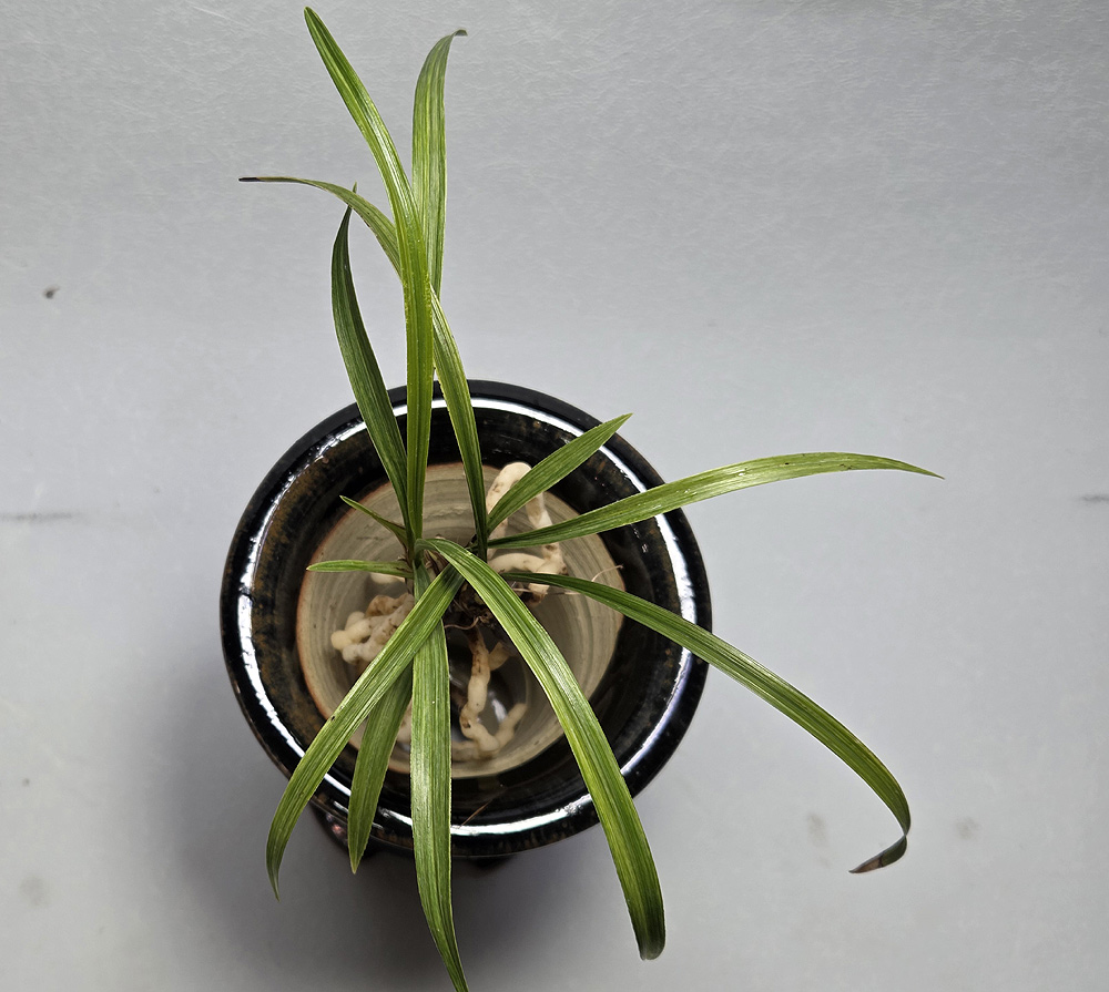 목포 고하도 전면산반