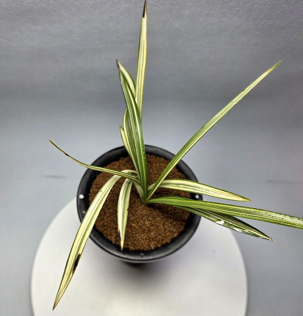 엽성 희귀한 백중투, ?