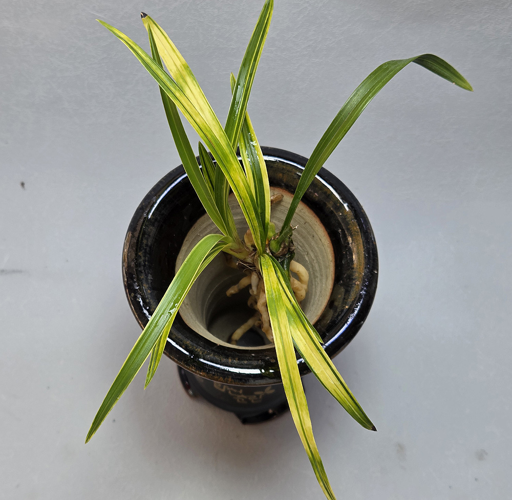 특 무명 산채출 보성 ?