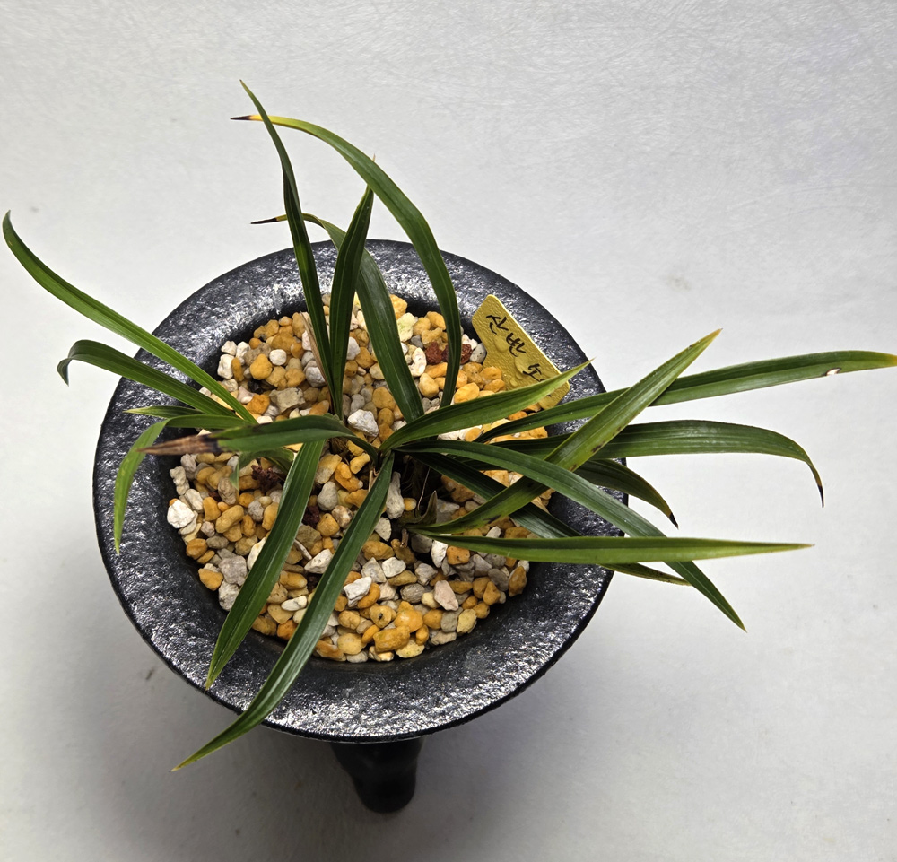 집채 푯말 산반소심