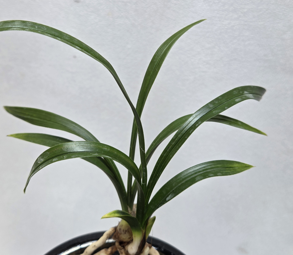 신아때 환상적인 환엽 ?