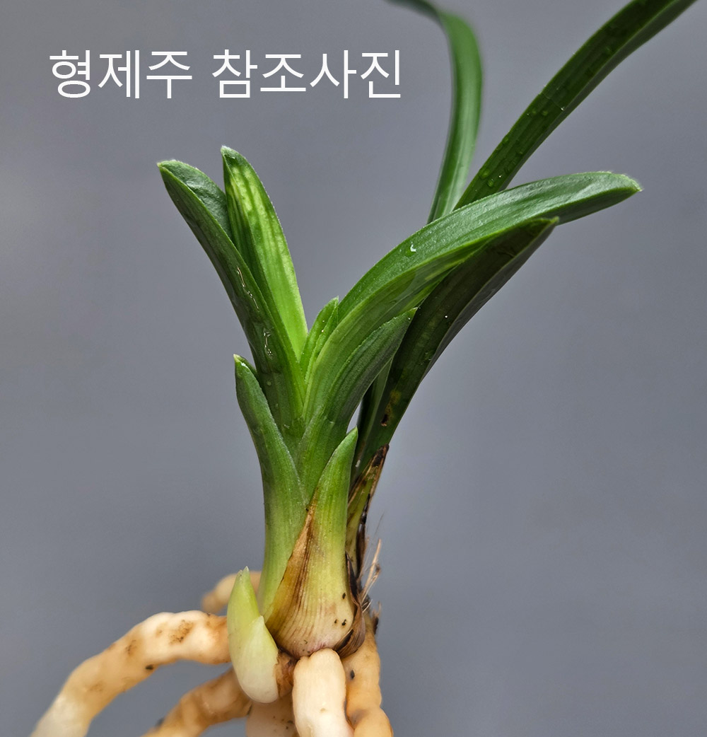 두화변 반성단엽