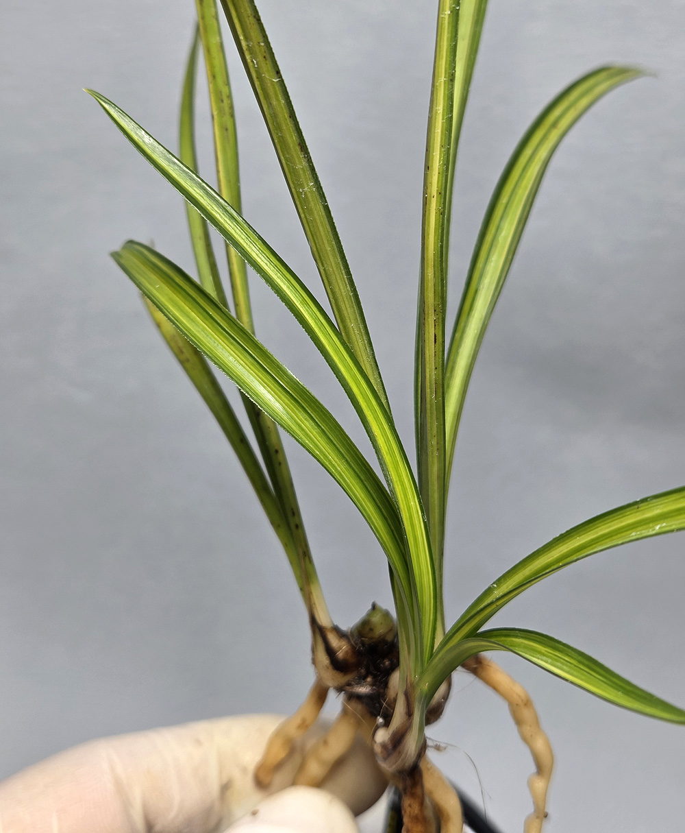 입엽두화변 입변감중?