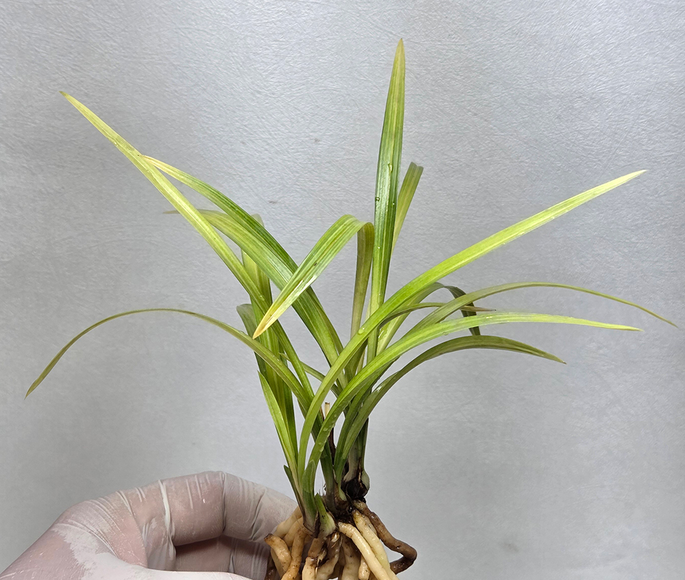 이쁜 꽃 필거 같은 전?